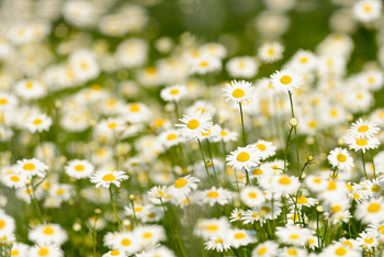 field of daisies